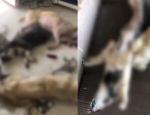 ONLARCA HAYVAN CAN VERDİ, TEPKİ TOPLAYAN GÖRÜNTÜLER