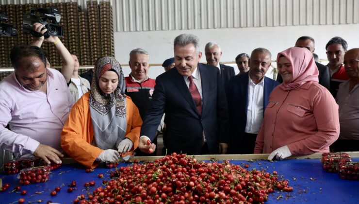 MEVSİMİN İLK KİRAZ HASADI GERÇEKLEŞTİ