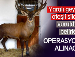 Yaralı Geyiğin Ateşli Silahla Vurulduğu Belirlendi