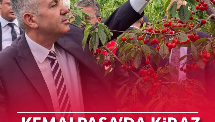 Kemalpaşa’da Kiraz Mesaisi Başladı: Vali Elban İlk Hasada Katıldı